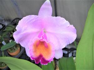 洋蘭 原種 カトレア C.quadricolor &#34;M's Speciale&#34; (OG)