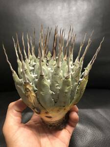 18 agave yutaensise Boris pina.. beautiful stock 