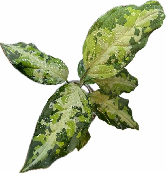 Aglaonema pictum multicolor“Xanadu”【HW0819-01g】 アグラオネマ