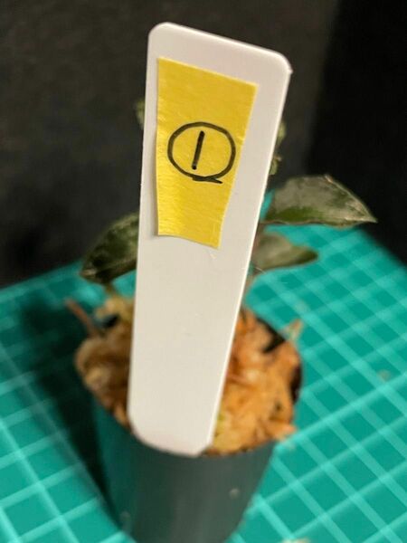 ①Anoectochilus sp. “RedOneLine” from China ジュエルオーキッド