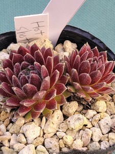 115 センペルビウム　semperu　高山植物　Hot shot 　抜苗