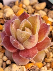 119 センペルビウム　semperu　高山植物　Pink charm 　抜苗
