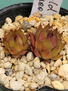 16　流通少　 センペルビウム　semperu　高山植物　Gold Queen 　抜苗