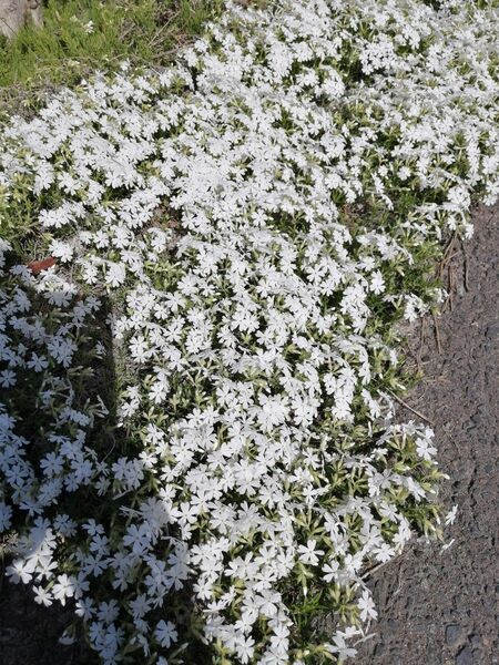 白芝桜　抜苗　3株ほど