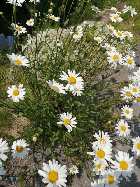 フランス菊　抜小苗　15本ほど