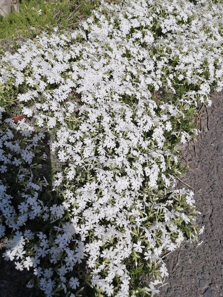 白芝桜　抜苗　10本ほど