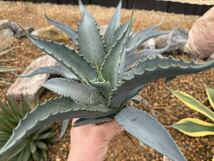 アガベソブリア　子株　チタノタ　Agave ドライガーデン　耐寒性_画像7