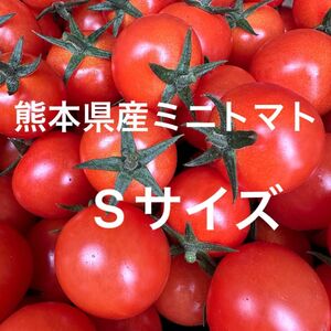 熊本県産 ミニトマト Sサイズ 900g 新品種 TYみわく