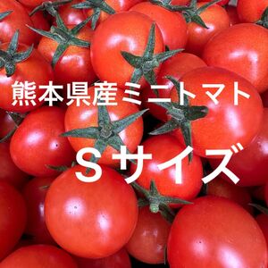 熊本県産 ミニトマト Sサイズ 900g 新品種 TYみわく