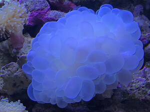 * coral * L Bubble coral 10cm