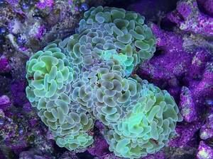 * coral * Lna galet is na coral 7cm