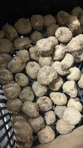 キタアカリ種芋　極小サイズ約1.5キロ　訳あり　北海道産