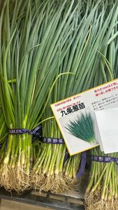 九条葱苗　50本×6束　葉葱　青ネギ