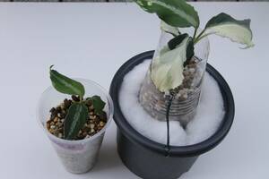 Aglaonema Pictum氷柱錦（甲）LA便 