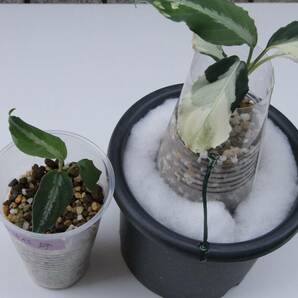 Aglaonema Pictum氷柱錦（甲）LA便 の画像1