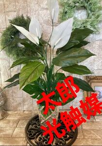 光触媒　人工観葉植物　ウォールグリーン　フェイクグリーン　スパティフィラムajm