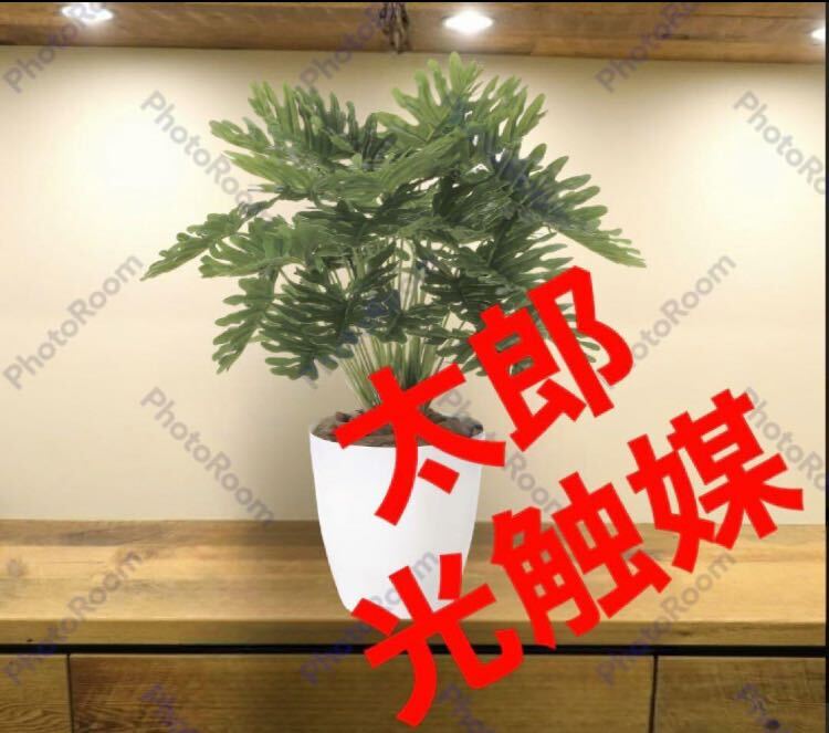 光の楽園 光触媒 人工観葉植物 ウォールグリーン フェイクグリーン フレッシュクッカバラm