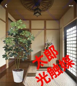 光の楽園　光触媒　人工観葉植物　ウォールグリーン　フェイクグリーン　斑入りカポック1.2