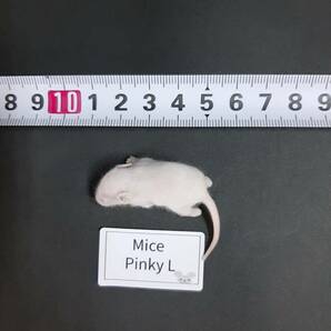  国産冷凍マウス ピンク L 100匹 送料無料地域限定の画像3