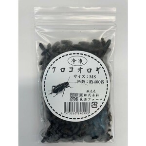 [ free shipping * cool flight shipping ] freezing black koorogiMS size ( approximately 400 pcs entering )×3 piece set 