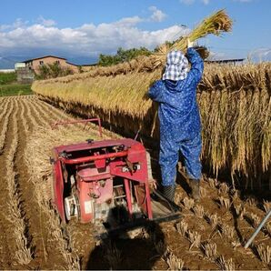 令和5年産　長野県八重原米　ハゼかけ米　天日干し　減農薬　コシヒカリ　玄米　24キロ　