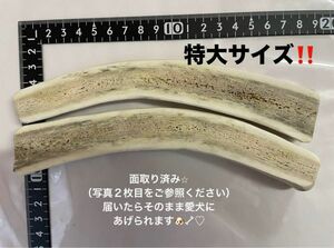 蝦夷鹿　鹿　北海道産　鹿のツノ　半割り　2本セット　犬　犬用　犬のおもちゃ 鹿角 鹿ノ角 シカ