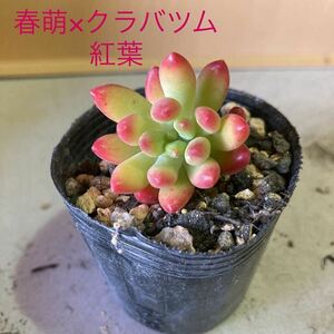 多肉植物☆春萌×クラバツム☆カット苗☆黄棒☆紅葉がとても可愛い^_^