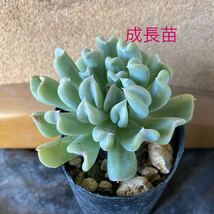 多肉植物☆トップシーダービー☆2苗植え☆青棒☆300円スタート_画像2