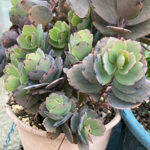 多肉植物☆カランコエ☆胡蝶の舞☆1カット