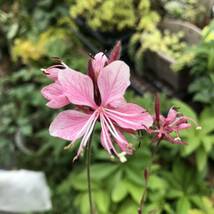 花の種☆ガウラ混合☆ピコティ、白、夕映え、ピンク、濃ピンク等花色混合☆草丈も色々混合☆_画像7