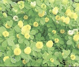 花の種☆クスダマツメクサ☆幸せの黄色いクローバー☆①☆たくさんの苗ができます^_^