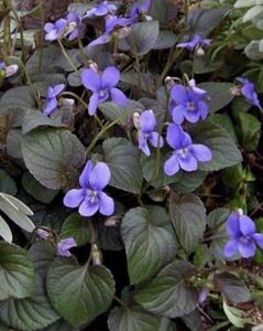 宿根草☆多年草☆ビオラ　ラブラドリカ☆1苗☆お花がない時も銅葉が綺麗☆寄せ植えにも素敵です☆