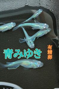 青みゆき　めだかの有精卵　30個+@個　送料無料