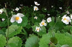 ■シラユキゲシ ６株 抜き苗 白雪芥子 苗 白花 6本