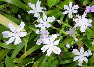 シャガ　7本　射干　アヤメ科　グランドカバー　7株　抜き苗　苗 　射干 花苗 山野草