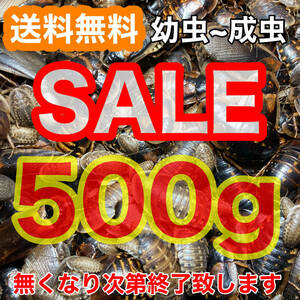 【SALE】☆送料無料☆【デュビア】幼虫～成虫500g(全サイズMIX)+死着保証1割《匹数(量)は説明欄を御参考下さい》