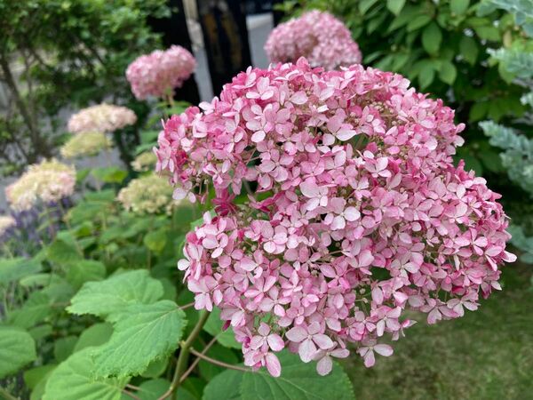 アナベル　紫陽花　アジサイ　挿木苗　ピンク