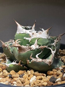  agave chitanota south Africa diamond sad selection .o terrorism i.... departure root ending . stock or is ka white madness . short leaf 