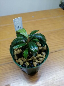 Bucephalandra sp Nanga Tang kin水上