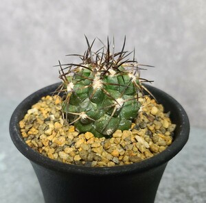 コピアポア　デザートラム　カキコ　自根　レア品種　サボテン　copiapoa 