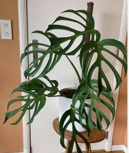 モンステラ　バールマルクスフレーム tissue culture monstera Burle Marx's Flame Monstera sp.dilacerat　組織培養【¨HEIAN¨】