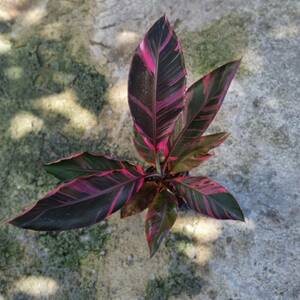 ピンクバナナ　バリエガータ nono ピンク斑入りバナナ　tissue culture musa nono pink variegated　PREMIUM組織培養　【¨HEIAN¨】