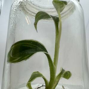 ピンクバナナ バリエガータ nono ピンク斑入りバナナ tissue culture musa nono pink variegated PREMIUM組織培養 【¨HEIAN¨】の画像8