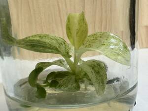 フィロデンドロン　ギガンテウムバリエガータ　斑入り　tissue culture Philodendron Giganteum var.組織培養【¨HEIAN¨】