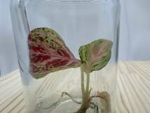 組織培養　アグラオネマ　ピンクオブサイアム　tissue culture Aglaonema pink of siam☆ら【HEIAN】_画像5