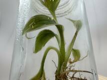 ピンクバナナ　バリエガータ nono ピンク斑入りバナナ　tissue culture musa nono pink variegated　PREMIUM組織培養　【¨HEIAN¨】_画像2