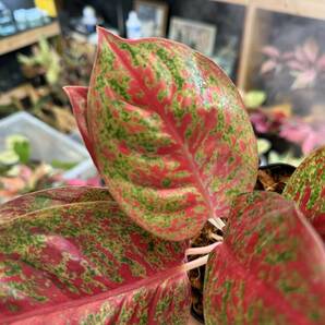 アグラオネマ ホットレディー 写真現物 Aglaonema Sp Hot Lady【HEIAN】の画像3