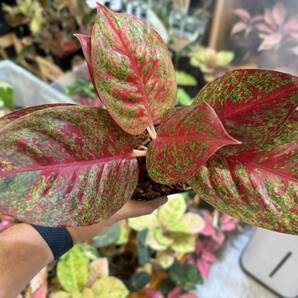 アグラオネマ ホットレディー 写真現物 Aglaonema Sp Hot Lady【HEIAN】の画像5