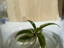 フィロデンドロン　キャラメルマーブル　バリエガータ　tissue culture Philodendron Caramel Marble Variegata 組織培養【¨HEIAN¨】_画像5