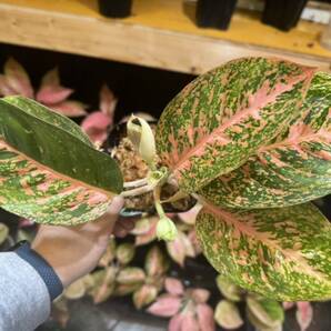 アグラオネマ オレンジスターダスト サイアム 斑入り写真現物 Aglaonema Sp Var Siam【HEIAN】の画像7